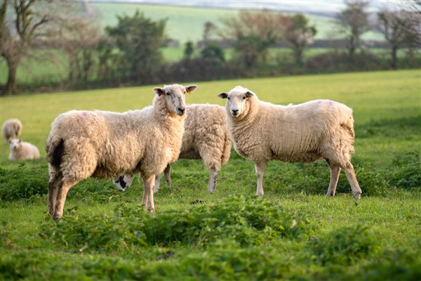 Grazing sheep